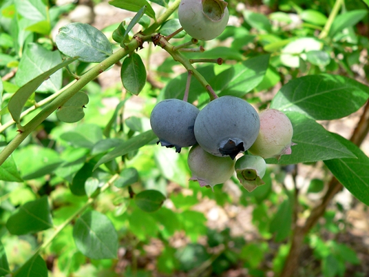 {Vaccinium corymbosum}